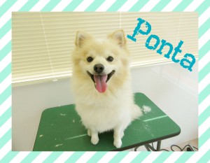 Ponnta