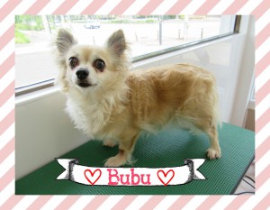 bubu