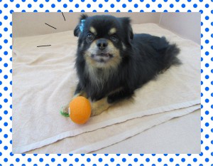 20170124クック４
