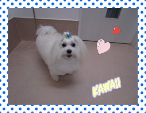 20171113フィエル2