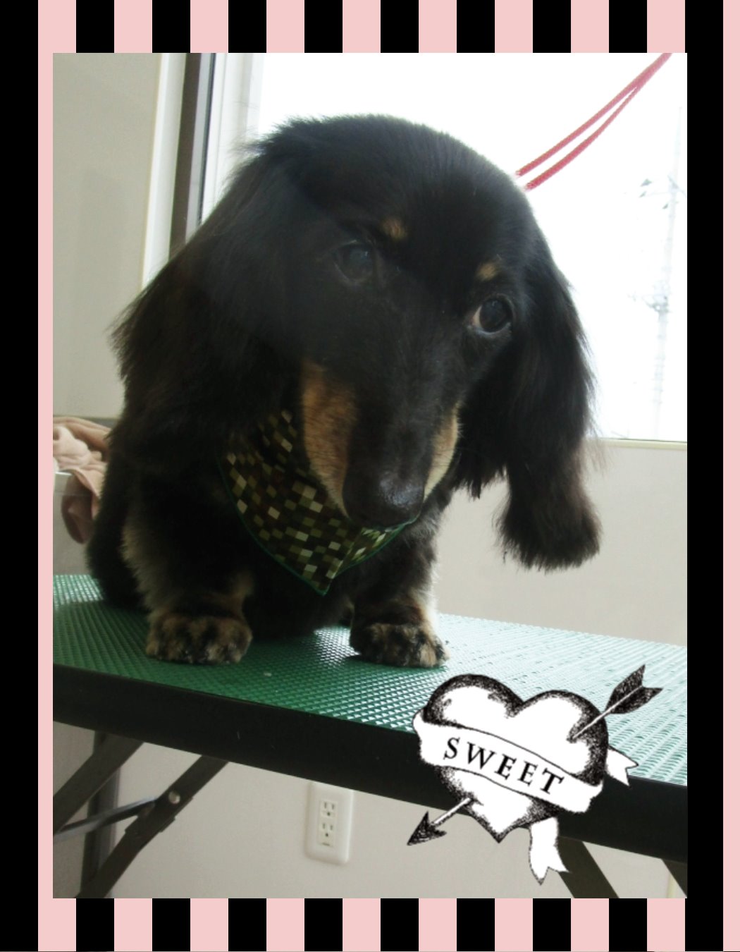 トリミング 空ちゃん ミルキーちゃん りぼんちゃん 守谷市のとまと動物病院 つくばみらい 常総 取手