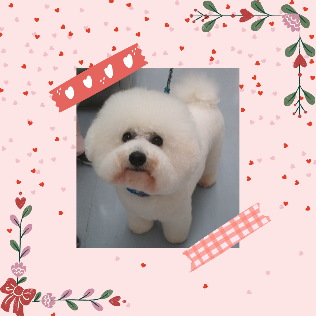 トリミング あお君 空ちゃん ミルキーちゃん モモちゃん ポテちゃん 守谷市のとまと動物病院 つくばみらい 常総 取手